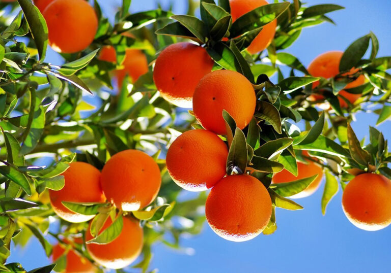 The-Most-Important-Pests-in-the-Citrus-Orchard-Article-Img