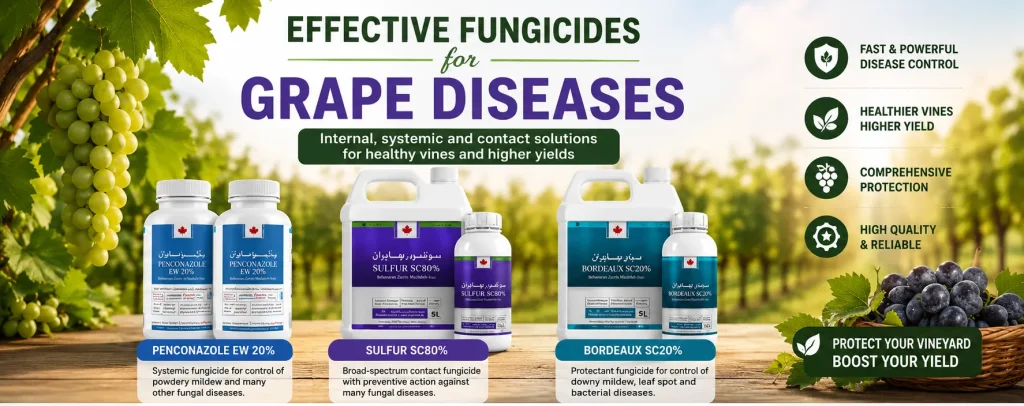 Effective Fungicides for Major Grape Diseases | Behavaran
