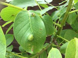 gall mite