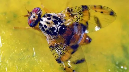Mediterranean fruit fly on damaged citrus fruit in an orchard with monitoring traps