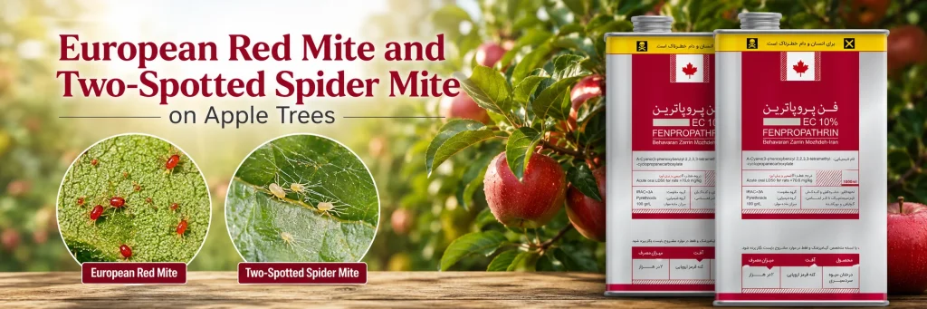 European Red Mite and Two-Spotted Spider Mite