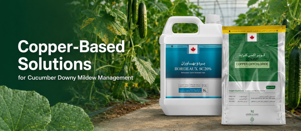 Fungicides for Cucumber Downy Mildew Control