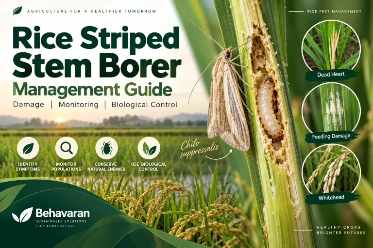 Rice striped stem borer management and biological control in rice field